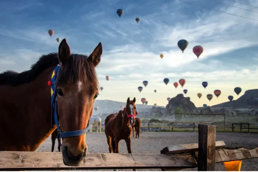 Cappadocia Horse Riding at Sunset – A Magical Experience!